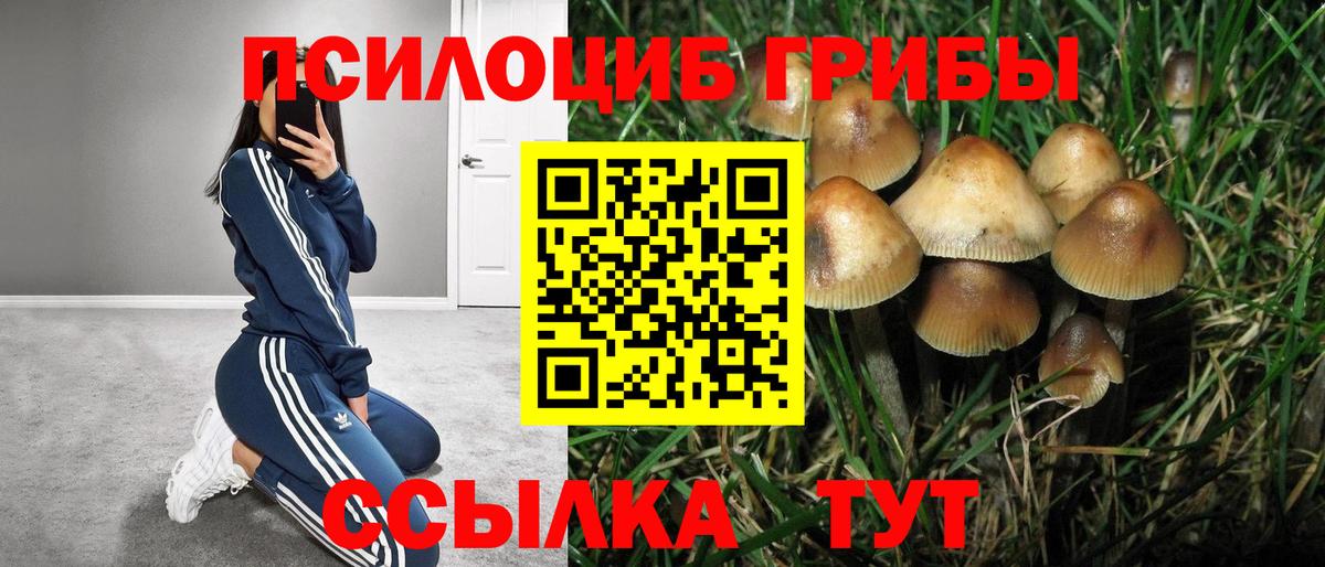 Псилоцибиновые грибы Psilocybine cubensis Йошкар-Ола